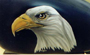 mc-eaglehead-t