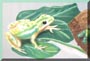 tg-frog1-t