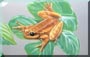 tg-frog3-t